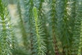 Mareâs-tail Hippuris vulgaris, plant in water Royalty Free Stock Photo